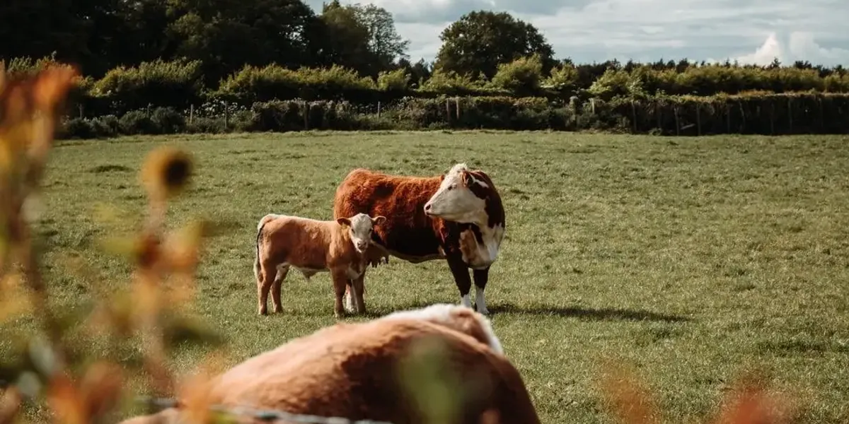 Black Angus Farm