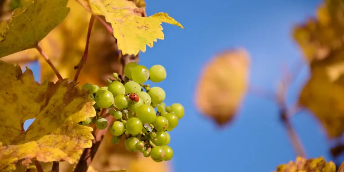 Domaine Les Grandes Costes