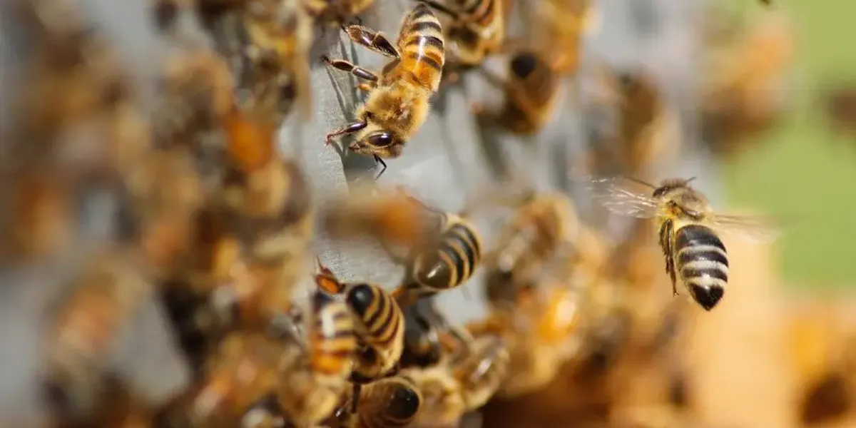 DOUCEUR DES ABEILLES