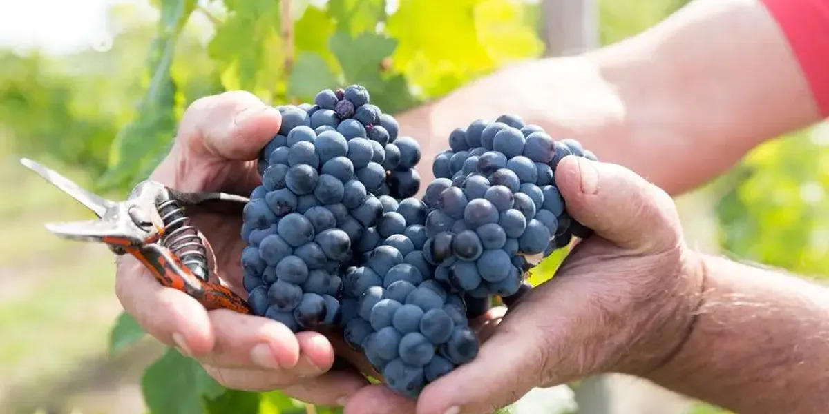 Domaine Caslot Bourdin