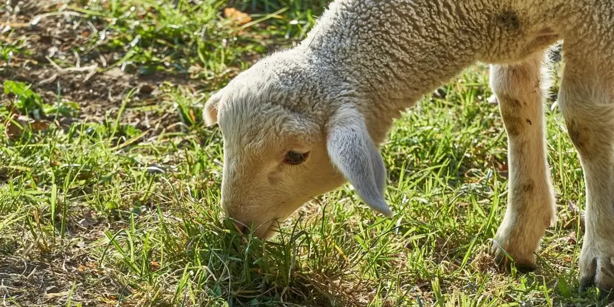 La Bergerie De Bulat