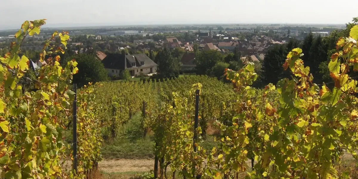 Domaine Robert Klingenfus