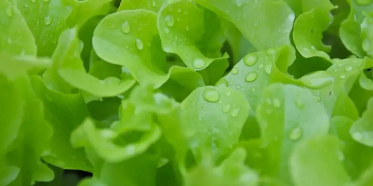 Les Bons Légumes De Kerlijouan