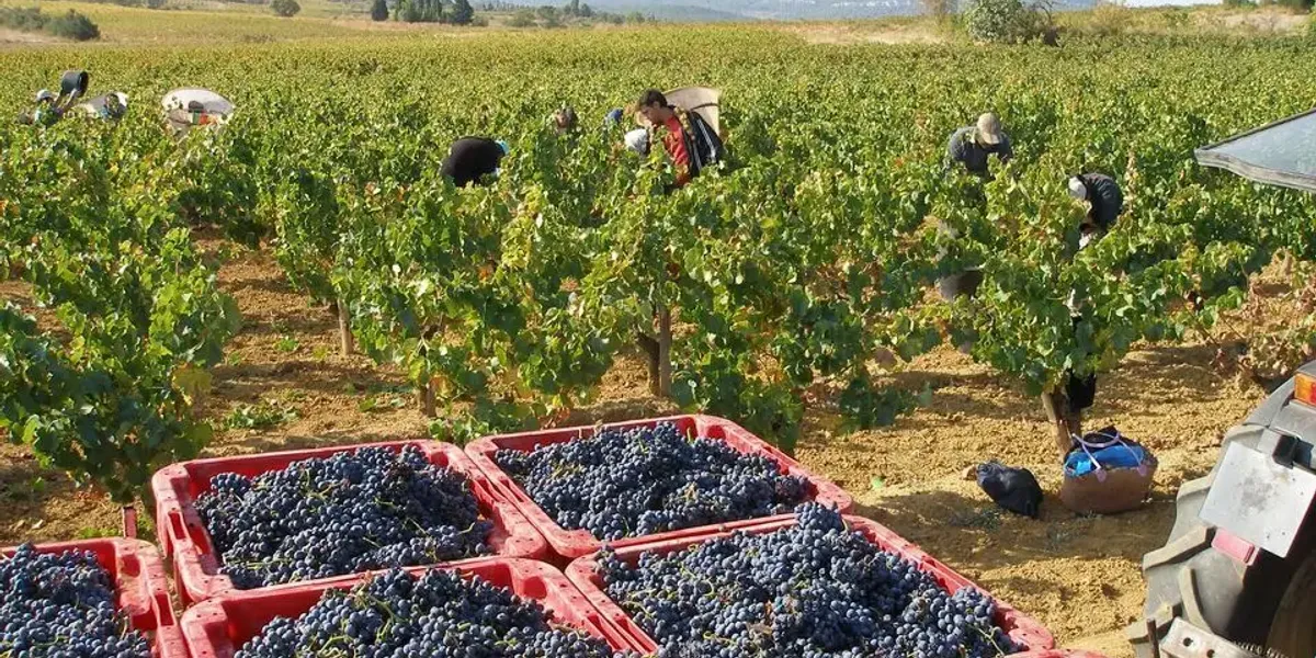 Domaine De Longueroche