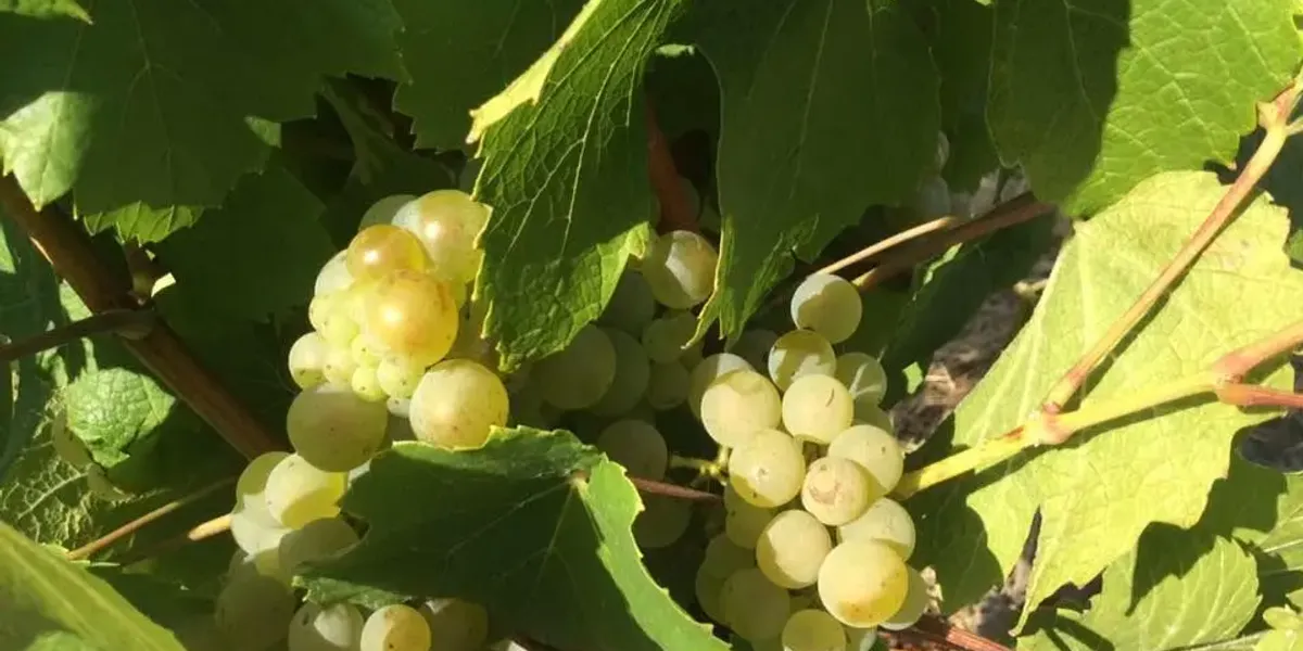 Domaine du Vardet