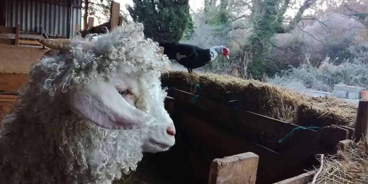 Mohair du Moulin