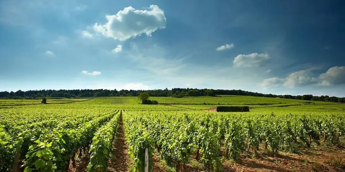 Domaine David Duband