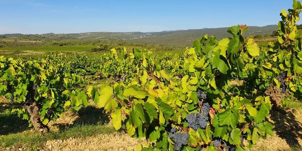 Domaine Vordy