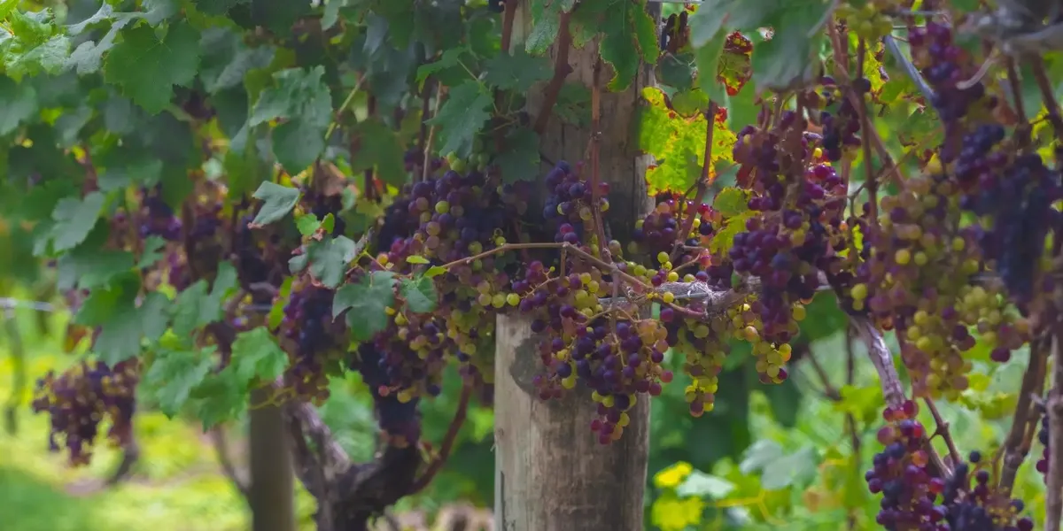 Domaine Enclos de la Croix