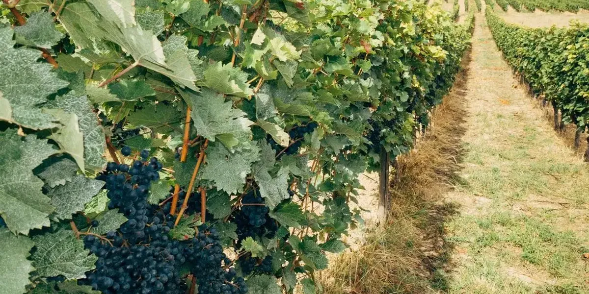 Château Richard