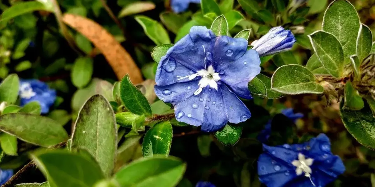 Horti Bio41
