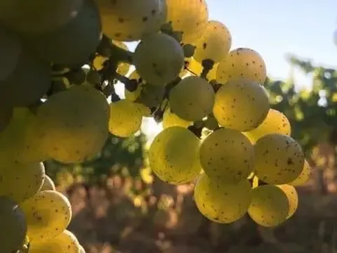 Vignobles Rousseau