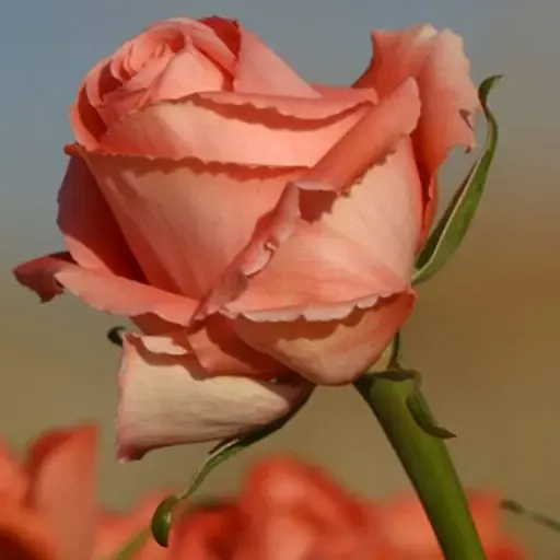 Les Roses de la Prade