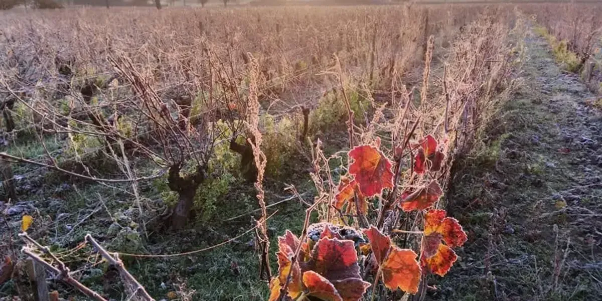 Vignoble Tévenot