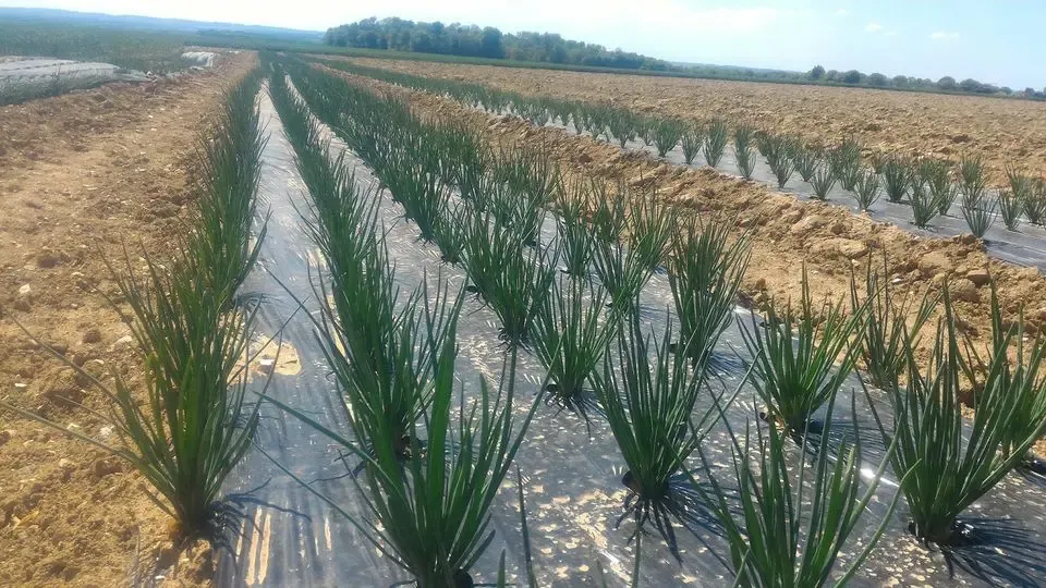 Ferme Des Courtillets