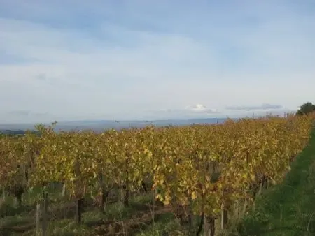 SCEA Domaine Grosses Pierres