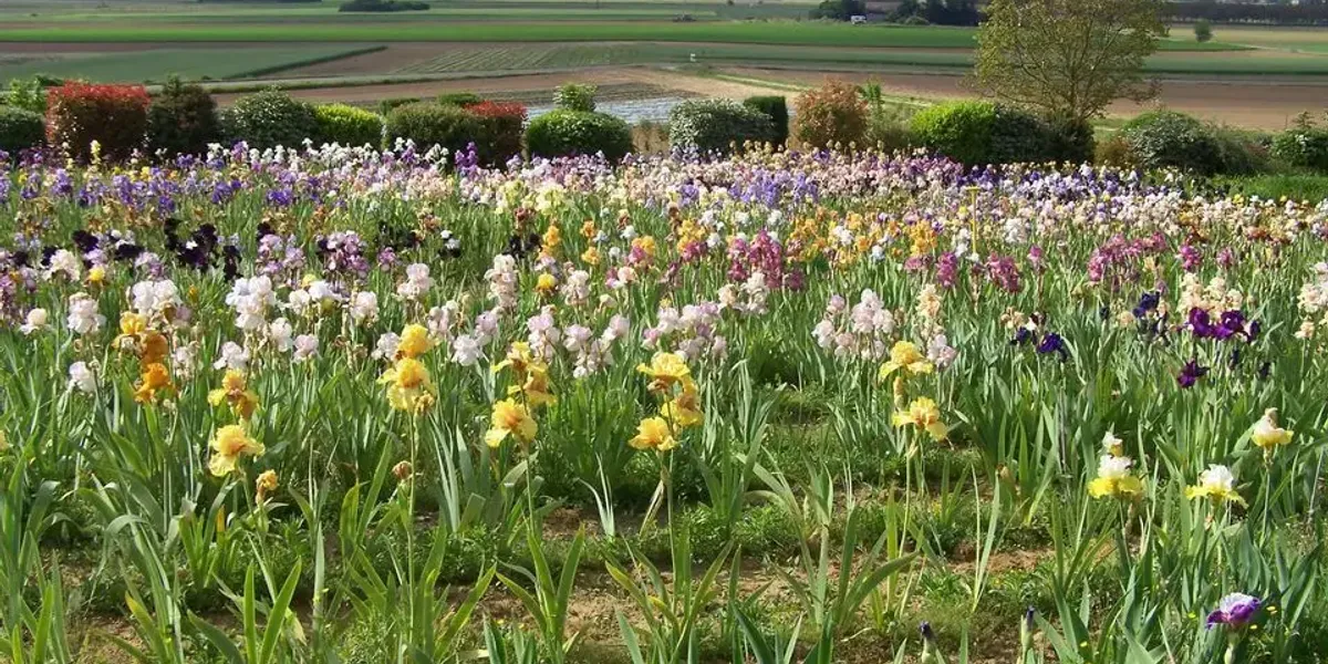 Iris et bulbes de la garenne