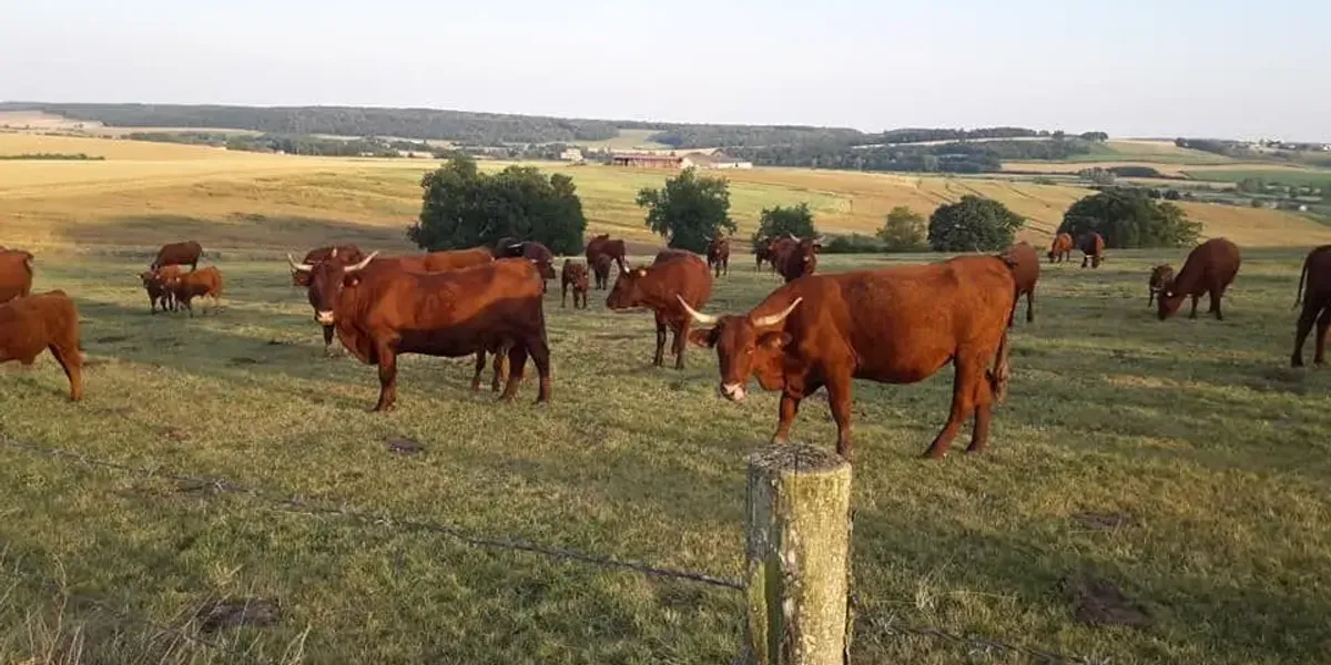 La Ferme De Merlinsol