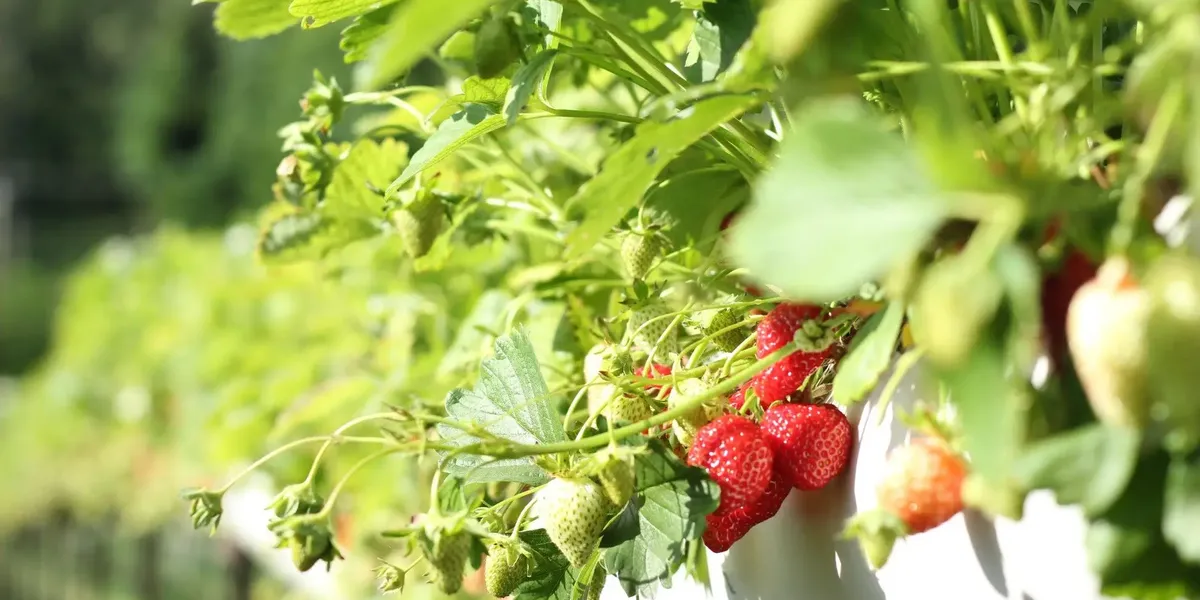 Fraises de Chuignes
