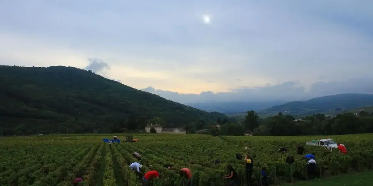 Domaine Du Clos du Fief