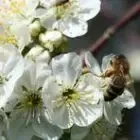Logo de L' Abeille de Brenne