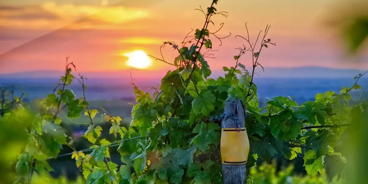 Vignobles Lusseaud
