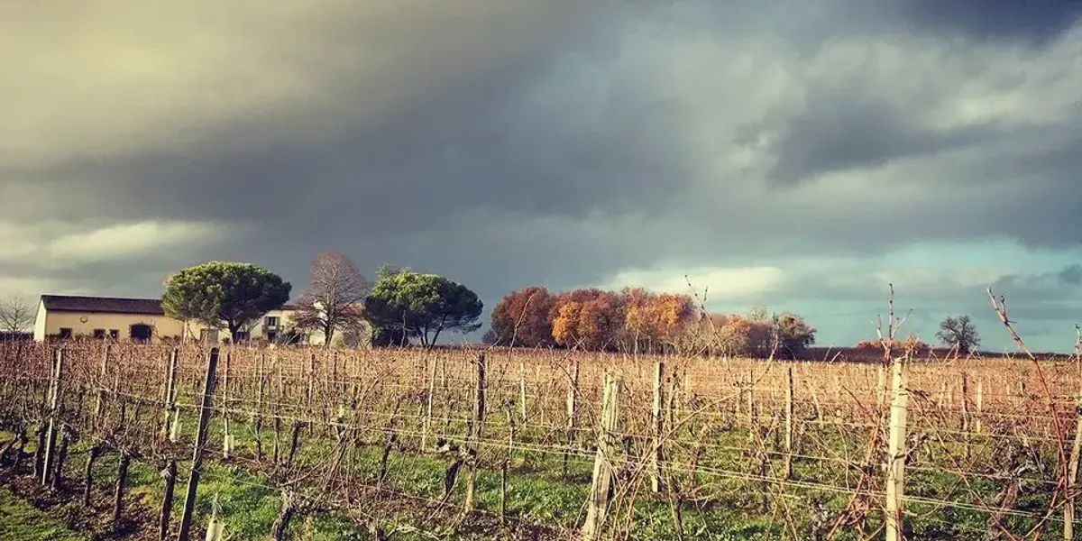 Vignobles Boutinon