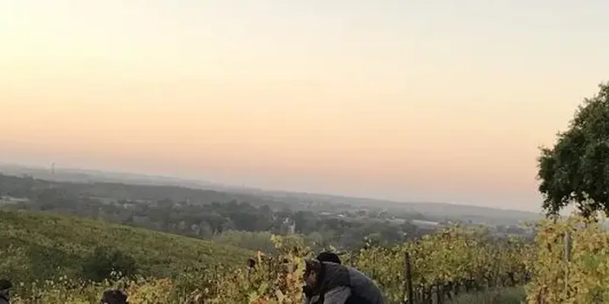 Domaine Les Grandes Vignes