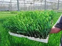 Hortival