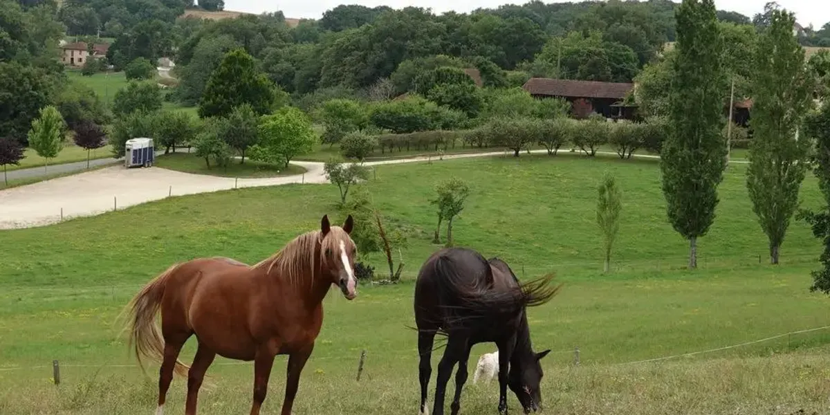 La Ferme aux Chevaux